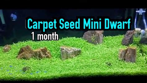 carpet seed mini dwarf